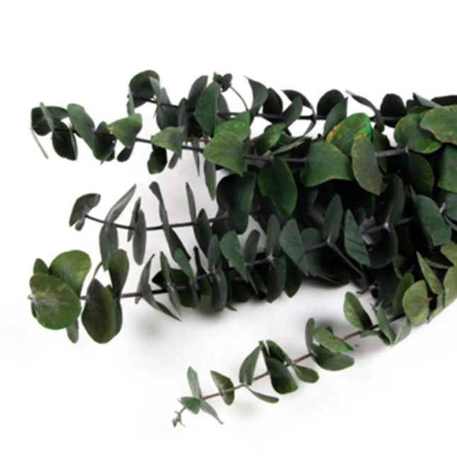 Eukalyptus silverdollar gruen 7930