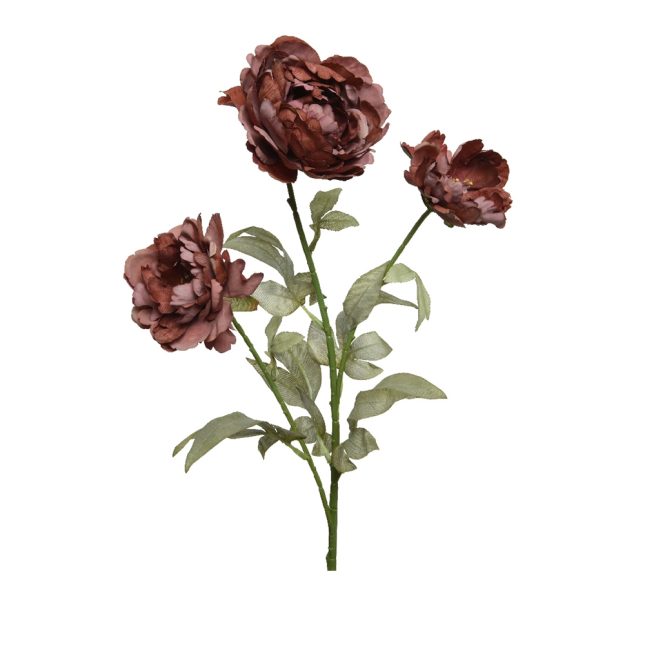 Pfingstrose burgundy 6259