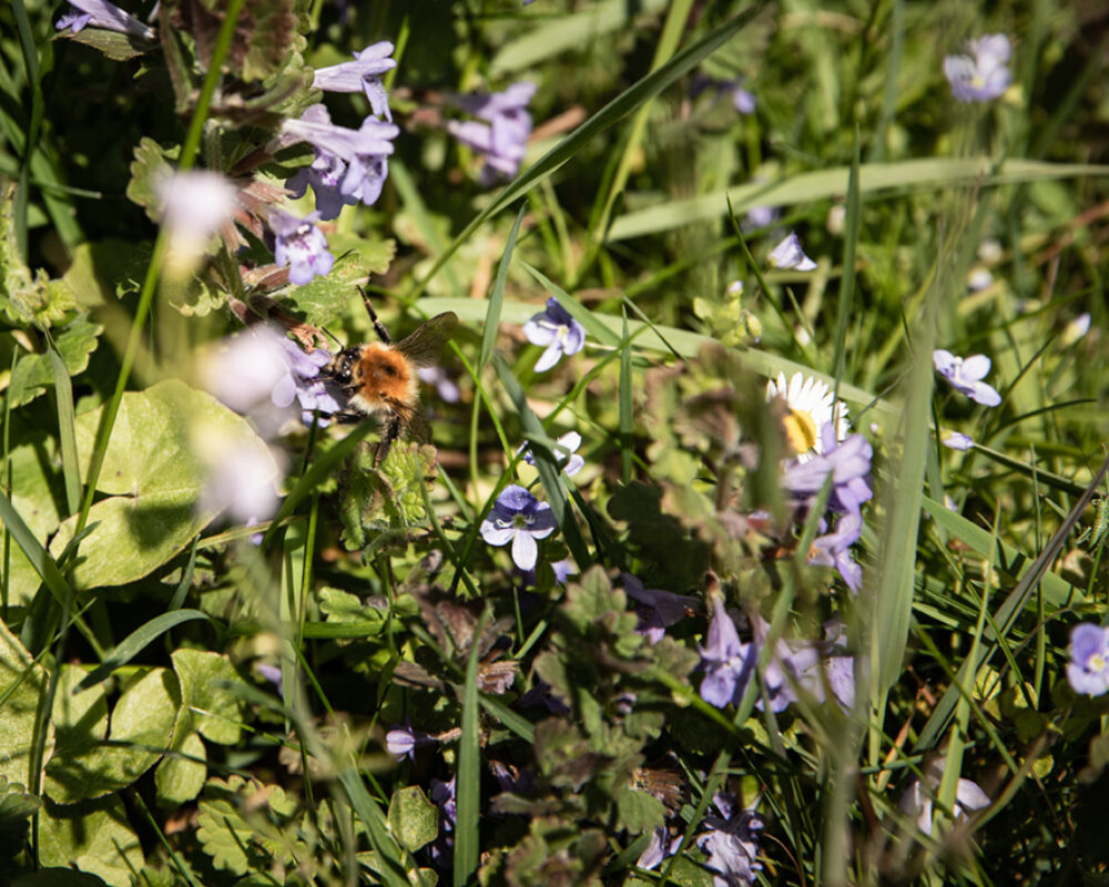 210503 Balthasar Garten 5 web