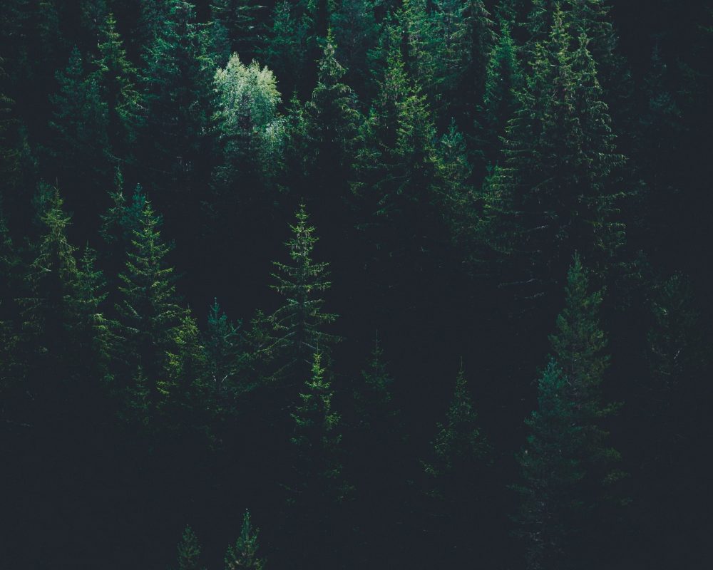 Evgeni evgeniev LP Kk3wtk C g unsplash