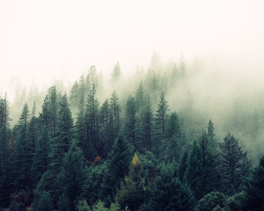 Jay mantri T Fyi0 Q Ox08c unsplash