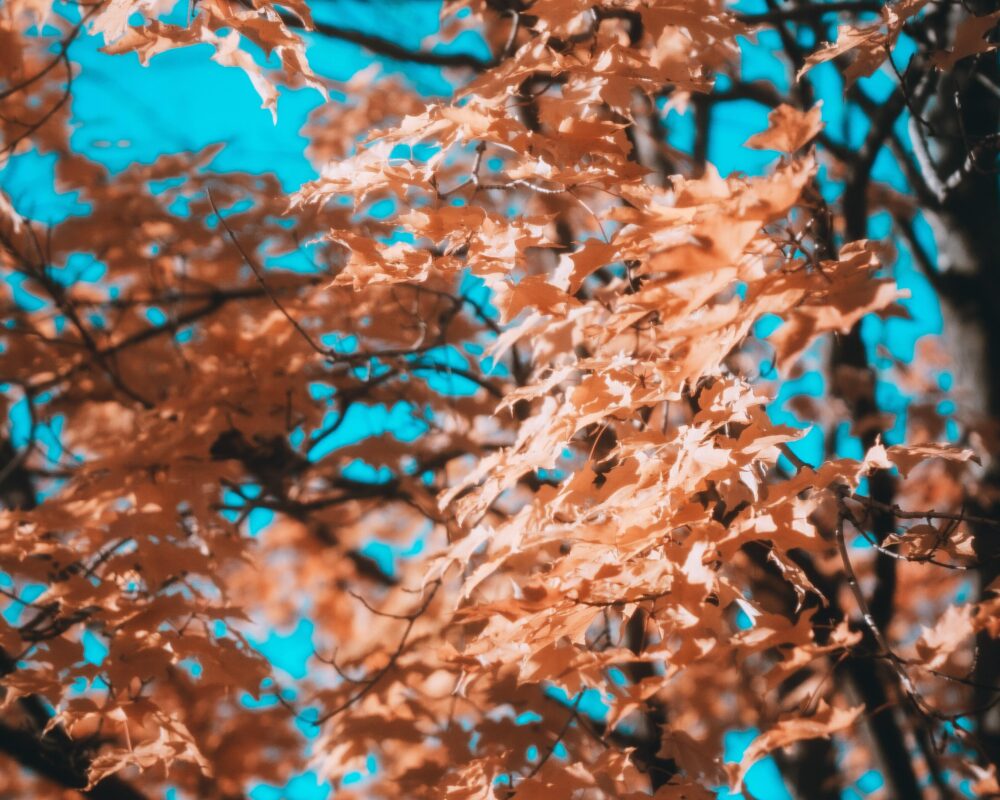 Lennart nacke z GDS7sie1fw unsplash