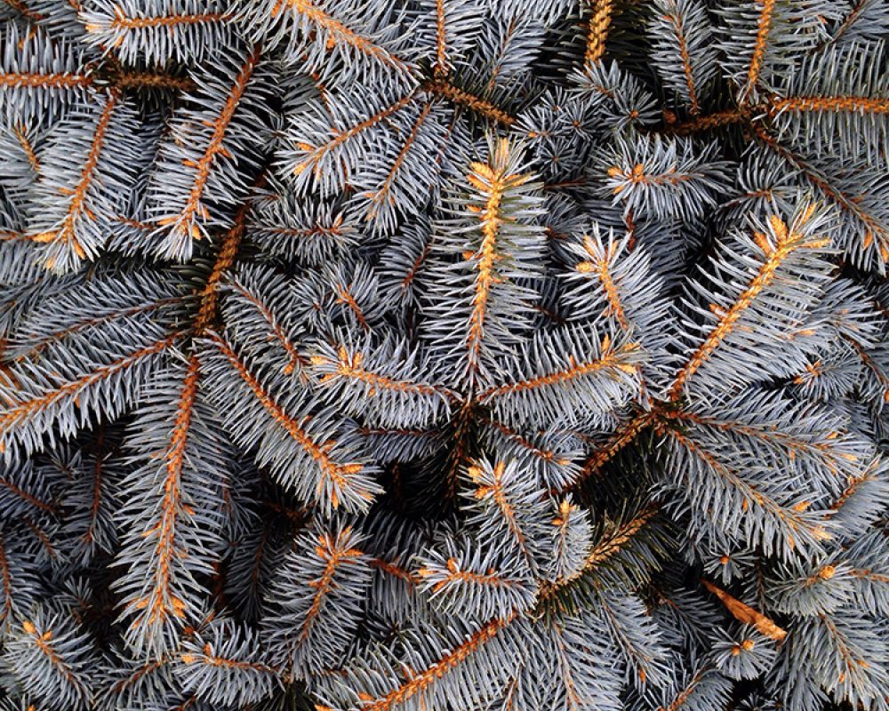 Pinecone naturverbunden leben xmas3