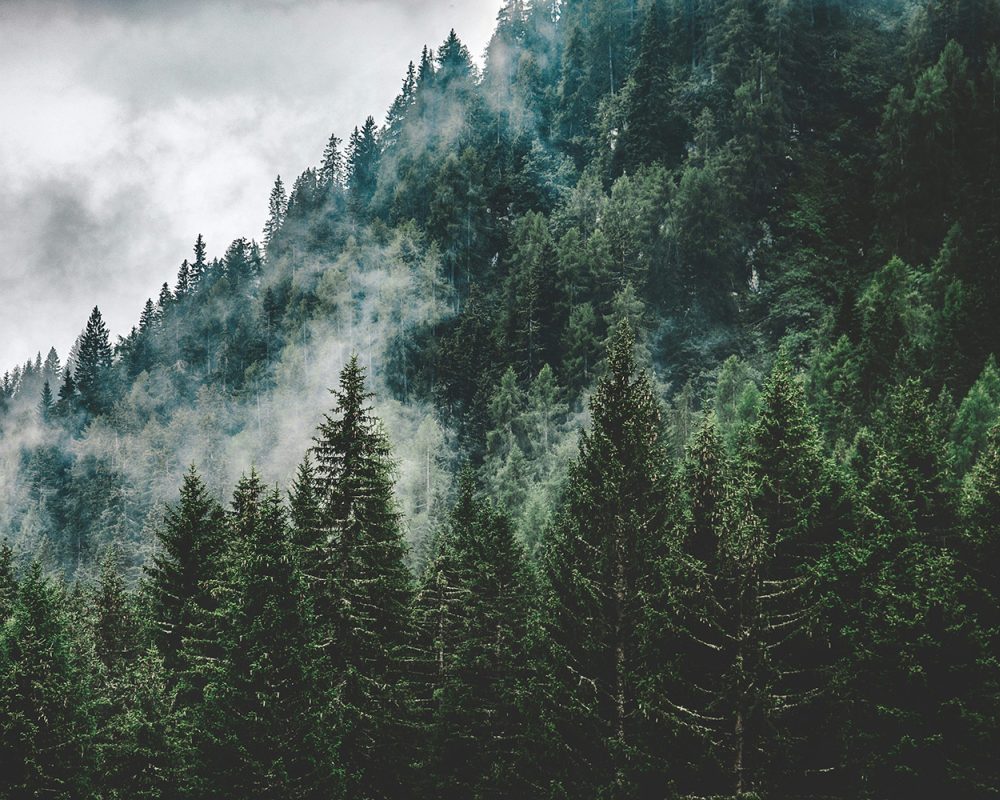 Pinecone naturverbunden leben xmas9