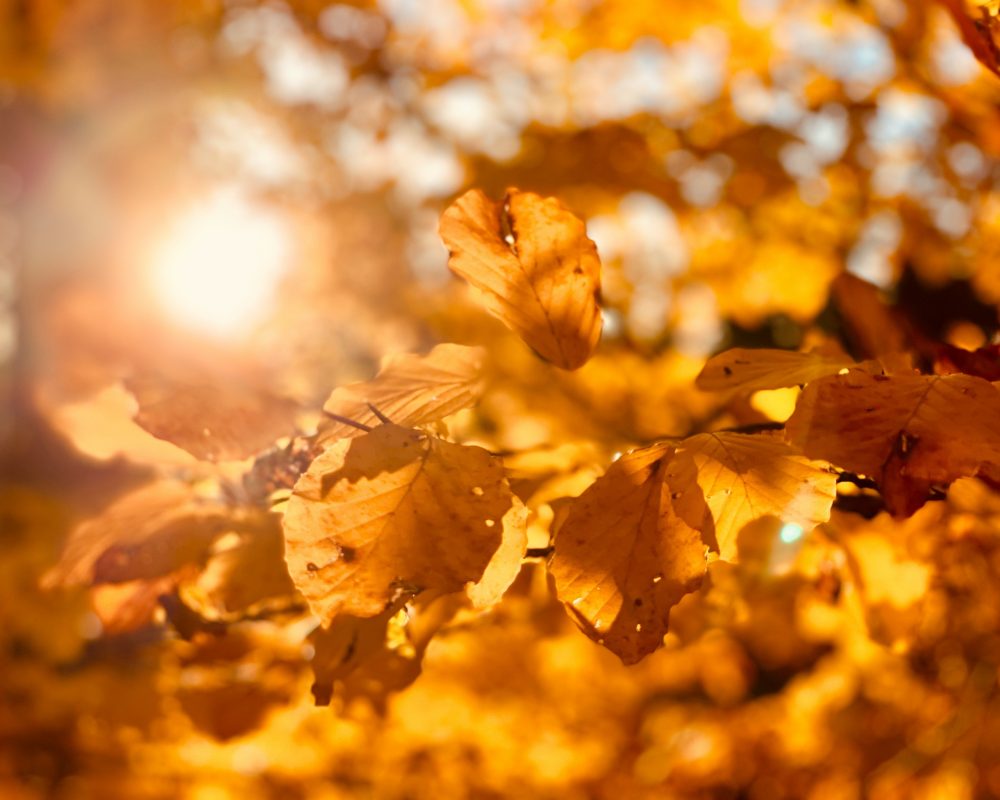 Timotheus frobel g JEZ3b S1 c unsplash