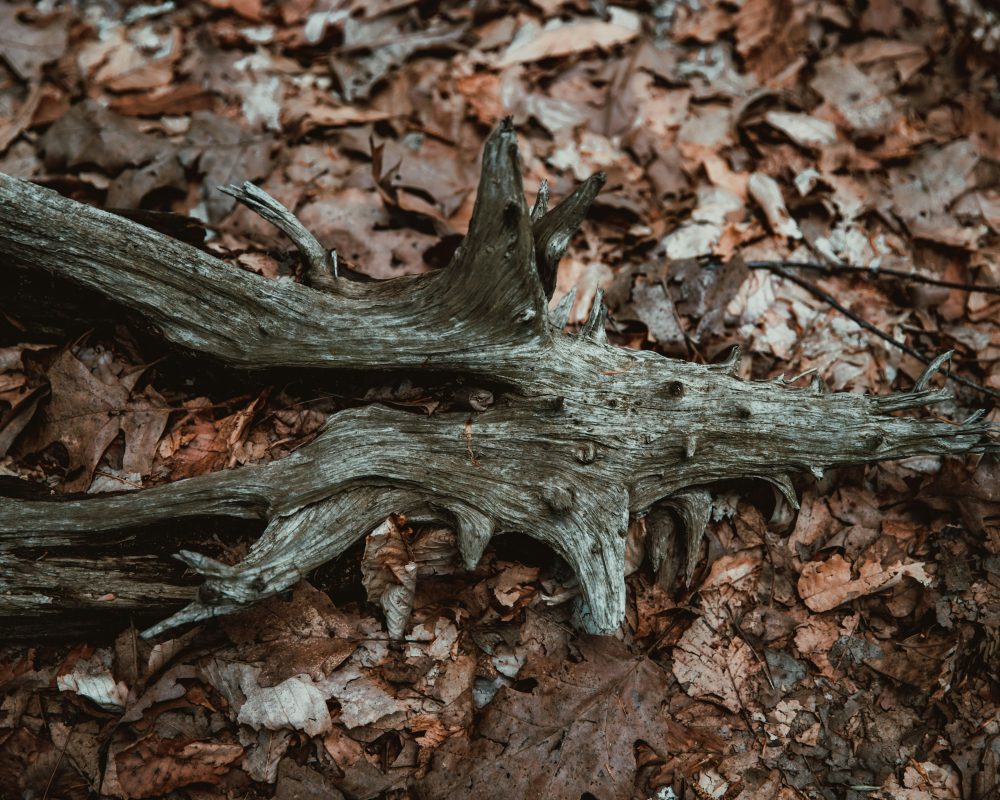 Y m Qi G Siprwt PQ unsplash