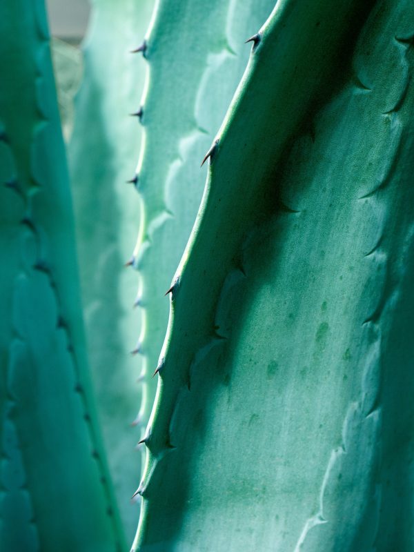 Daniela paola alchapar g Cafgwtxf Lk unsplash