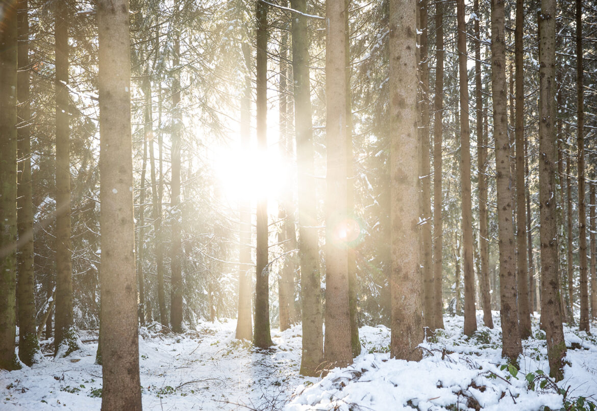 Huettenzauber Wald sonne