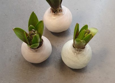 Hyazinthe fertig gewachst