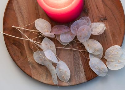 Trockenblume lunaria gebleicht s 4173 winter