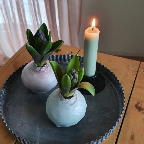 Hyazinthe gewachst Kerzendeko
