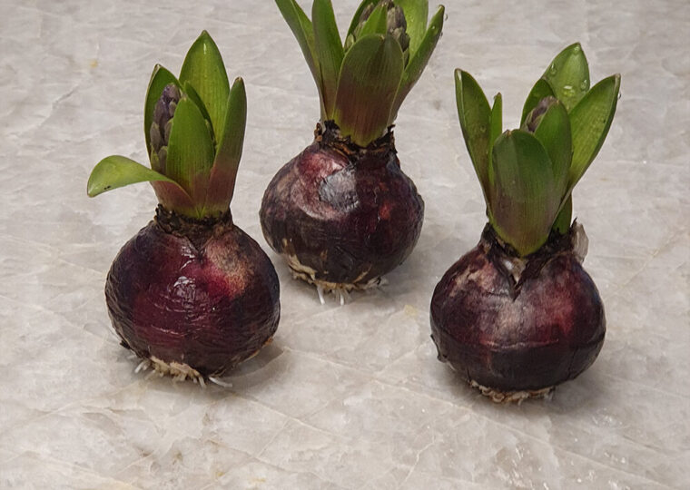 Hyazinthe ohne Wurzeln